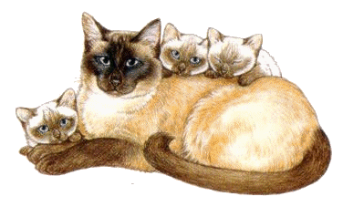katzenfamilie